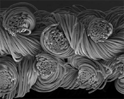 Cross-sectional image